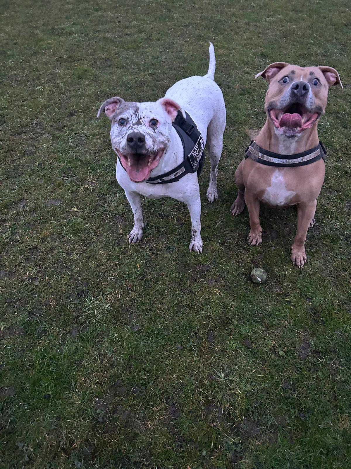 George and Freddie covered in mud after a walk