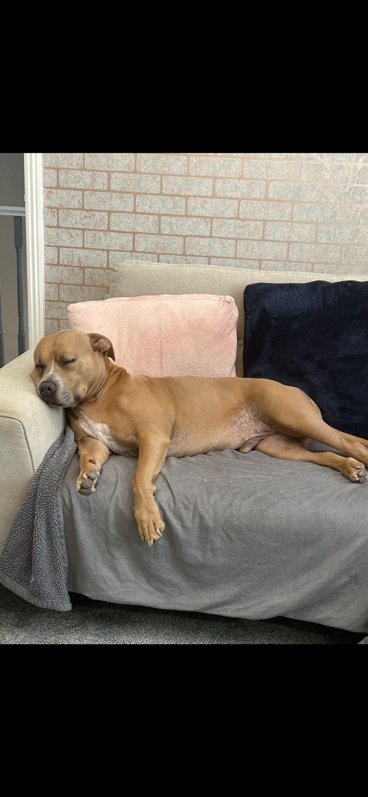 Freddie sleeping peacefully on the sofa