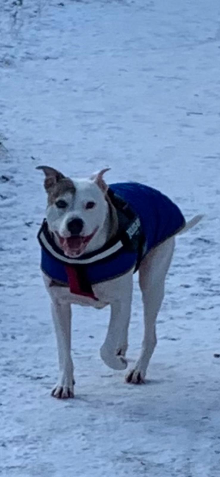 George running in the snow wearing a blue coat