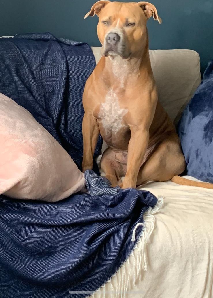 The real Freddie sitting up on the sofa, staring hopefully