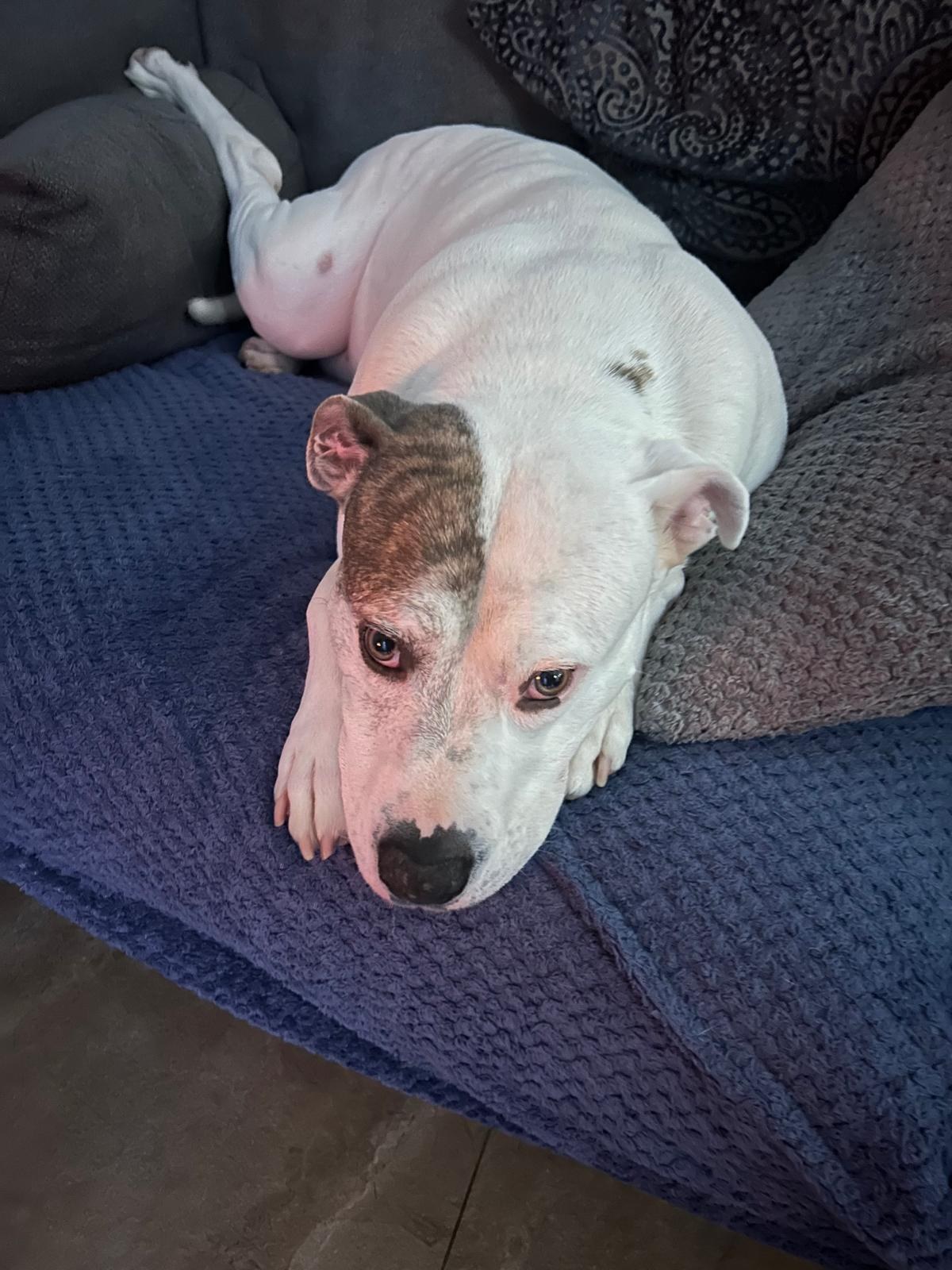 The real George curled up on a blue blanket on the sofa