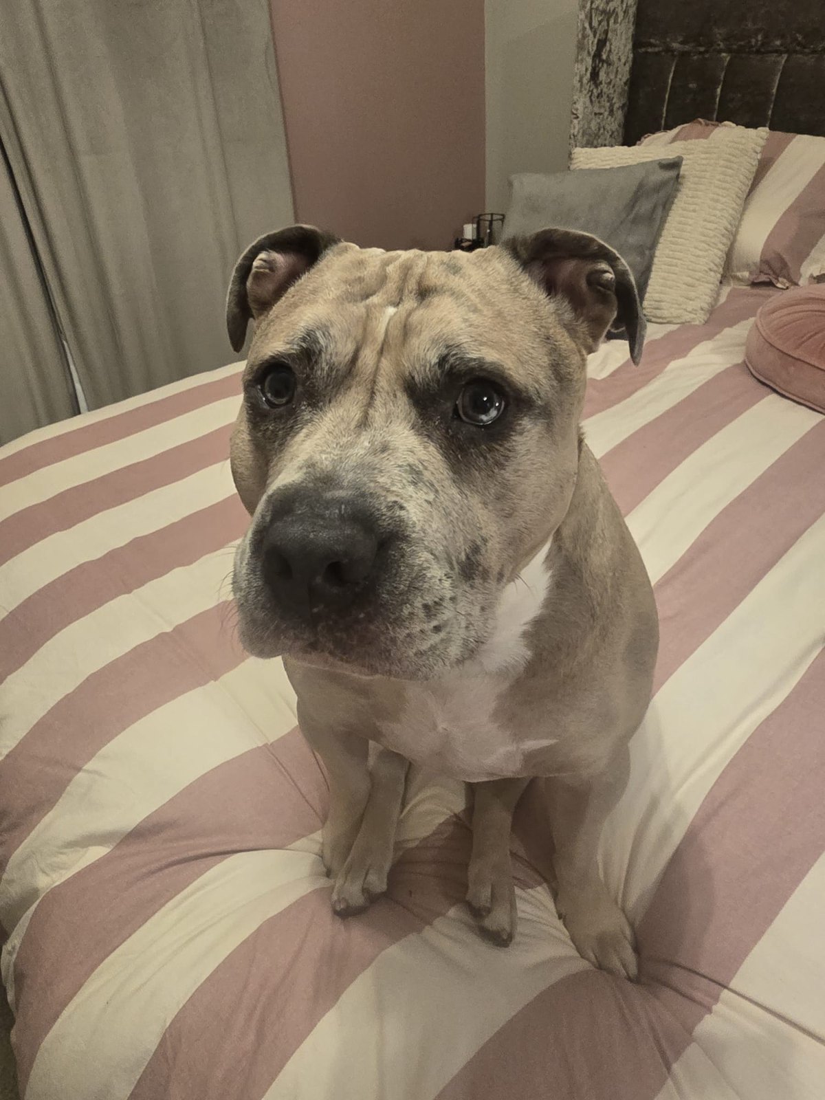 The real Vinnie sitting on the bed, looking up at the camera